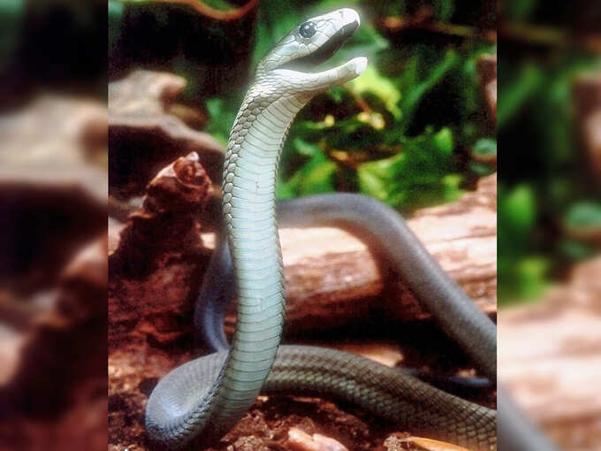 Black Mamba Snake Know About Most Poisonous Snake Black Mamba From Tanzania Why It Is So Dangerous द न य क सबस त ज सबस जहर ल स प ज सक क ट व कई म प न नह म गत