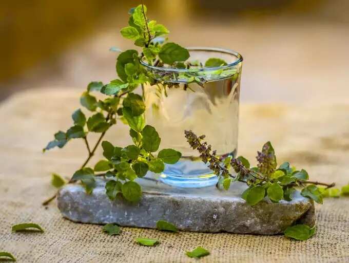 how to prepare tulsi syrup for childrens: உடலில் இருக்கும் கபம், கோழையை விரட்டும் துளசி டானிக், சிறுவர்களுக்கானது! - preparation and uses of tulsi syrup for children 2 samayam tamil Tamil News Spot