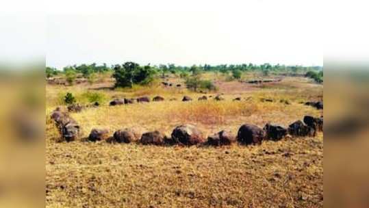 नागपूरनजीकच्या अश्मवर्तुळांचे गूढ विश्व