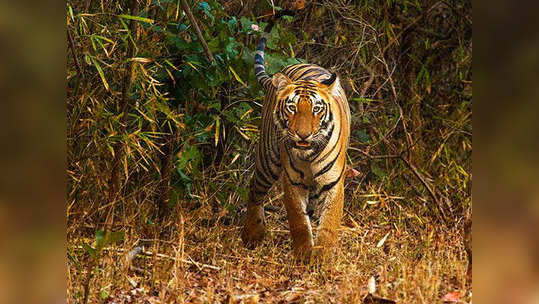 व्याघ्रपर्यटन ‘अनलॉक’; दिवाळ्यांच्या सुट्ट्यांत ताडोबाला पसंती