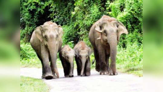 केरळमध्ये हत्तींसाठी उभे राहतेय जगातील सर्वात मोठे केंद्र