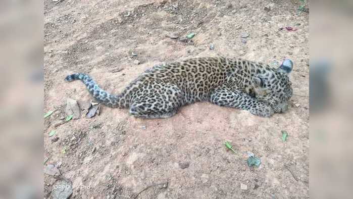 Leopard cub