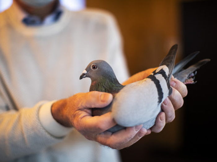 belgium racing pigeon sells for world record price to mystery chinese buyer at auction