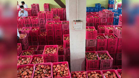 Pomegranate Price: डाळिंबाला मिळाला विक्रमी भाव; 'त्या' शेतकऱ्यांना अतिवृष्टीचा असाही 'लाभ'!