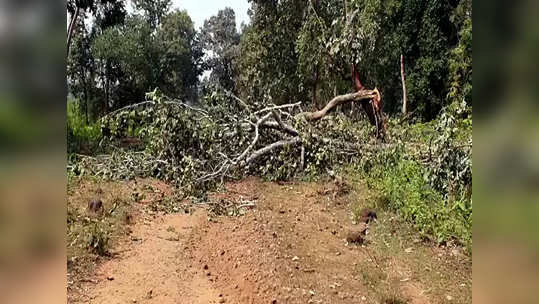 सुरक्षा दलांची कारवाई, नक्षलवाद्यांच्या ठिकाणावर आढळली सेक्स टॉइज