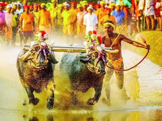 Kambala, ಕರಾವಳಿಯಲ್ಲಿ ತಿಂಗಳಾಂತ್ಯಕ್ಕೆ ಆಧುನಿಕ ಕಂಬಳ ಆರಂಭ: ಇಲ್ಲಿದೆ ವೇಳಾಪಟ್ಟಿ! -  kambala schedule announced first race to be held on jan 30 - Vijaya  Karnataka