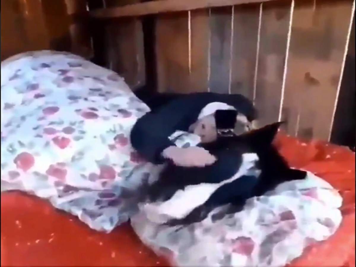 Trending Video Funny Video ठ ड म ख द रज ई ओढ कर स गय घ ड ल ग द खकर ह ए ह र न Funny Video Of Horse Sleeping During Winter In Quilt Goes Viral On Internet Navbharat Times