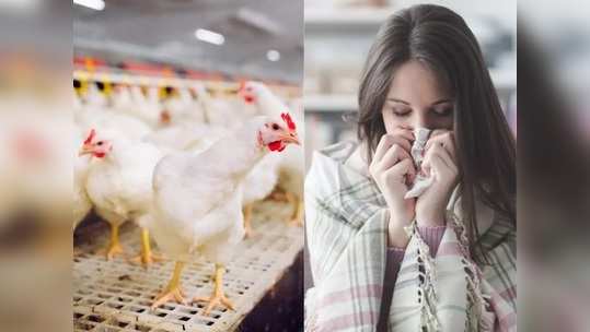 Bird Flu Symptoms कोव्हिड- १९ सह देशभरात आता बर्ड फ्लूचे संकट, जाणून घ्या लक्षणे