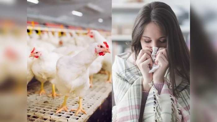 Bird Flu Symptoms कोव्हिड- १९ सह देशभरात आता बर्ड फ्लूचे संकट, जाणून घ्या लक्षणे