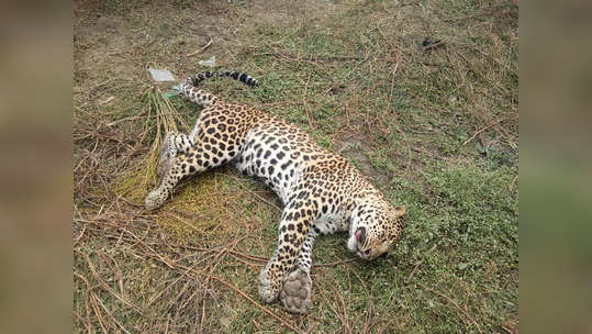 Leopard Found Dead: जळगावात बिबट्या आढळला मृतावस्थेत; 'या' शक्यतेने उडाली खळबळ