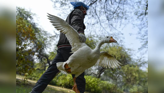 Bird Flu : 'बर्ड फ्लू'नं १० राज्यांत पसरले हातपाय, हेल्पलाईन क्रमांक जारी