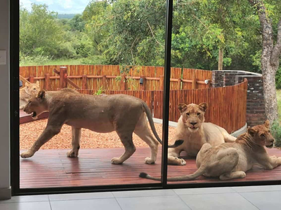 VIDEO: कपल ने सुबह खोला घर का दरवाजा, बाहर बैठे थे 6 शेर, देखें खौफनाक विडियो 
