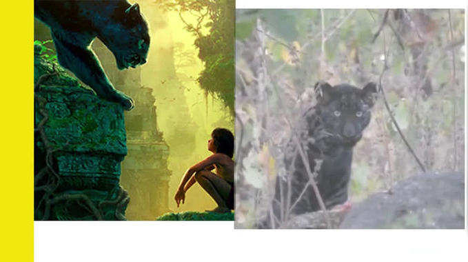 पेंच टाइगर रिजर्व में दिखा ‘मोगली’ का दोस्त ‘बघीरा’, The Jungle Book की आई याद 