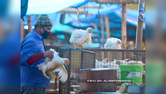 कोंबड्यांची बर्ड फ्लू चाचणी; नागपूरचे लक्ष भोपा‌ळच्या प्रयोगशाळेकडे