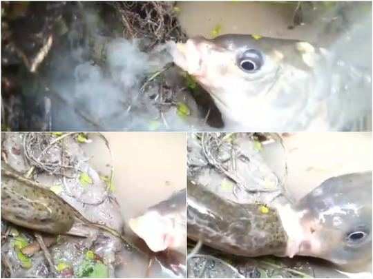 OMG! मछली ने मुंह से धुआं निकालकर कुछ ऐसा किया कि आपको यकीन नहीं होगा! 