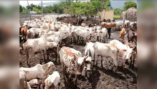 गोमातेची परीक्षा