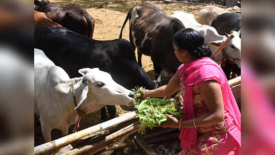 गौ विज्ञानावरील परीक्षा रद्द करण्याची मागणी