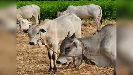 ५ लाख विद्यार्थी नोंदणी, UGC चे समर्थन; मग का स्थगित झाली गो विज्ञान परीक्षा?