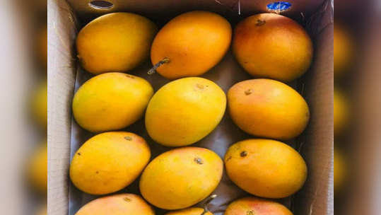 Alphonso Mango हापूस आंब्याची युरोपवारी ; लंडनमध्ये एक डझनला हापूसला मिळाला विक्रमी भाव!