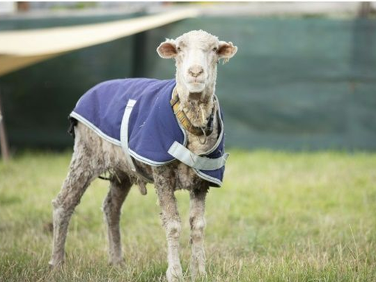 Australian Sheep Baarack Freed From Wool Weighing 78 Pounds Picture Goes Viral: ऑस्ट्रेलिया में जंगली भेड़ बनी 'ऊन का गोला', पकड़ा तो निकला 35 किलो ऊन - Navbharat Times