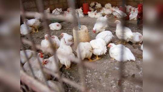 Bird flu : राज्यात गेल्या दोन महिन्यात आठ लाख कोंबड्यांचा मृत्यू