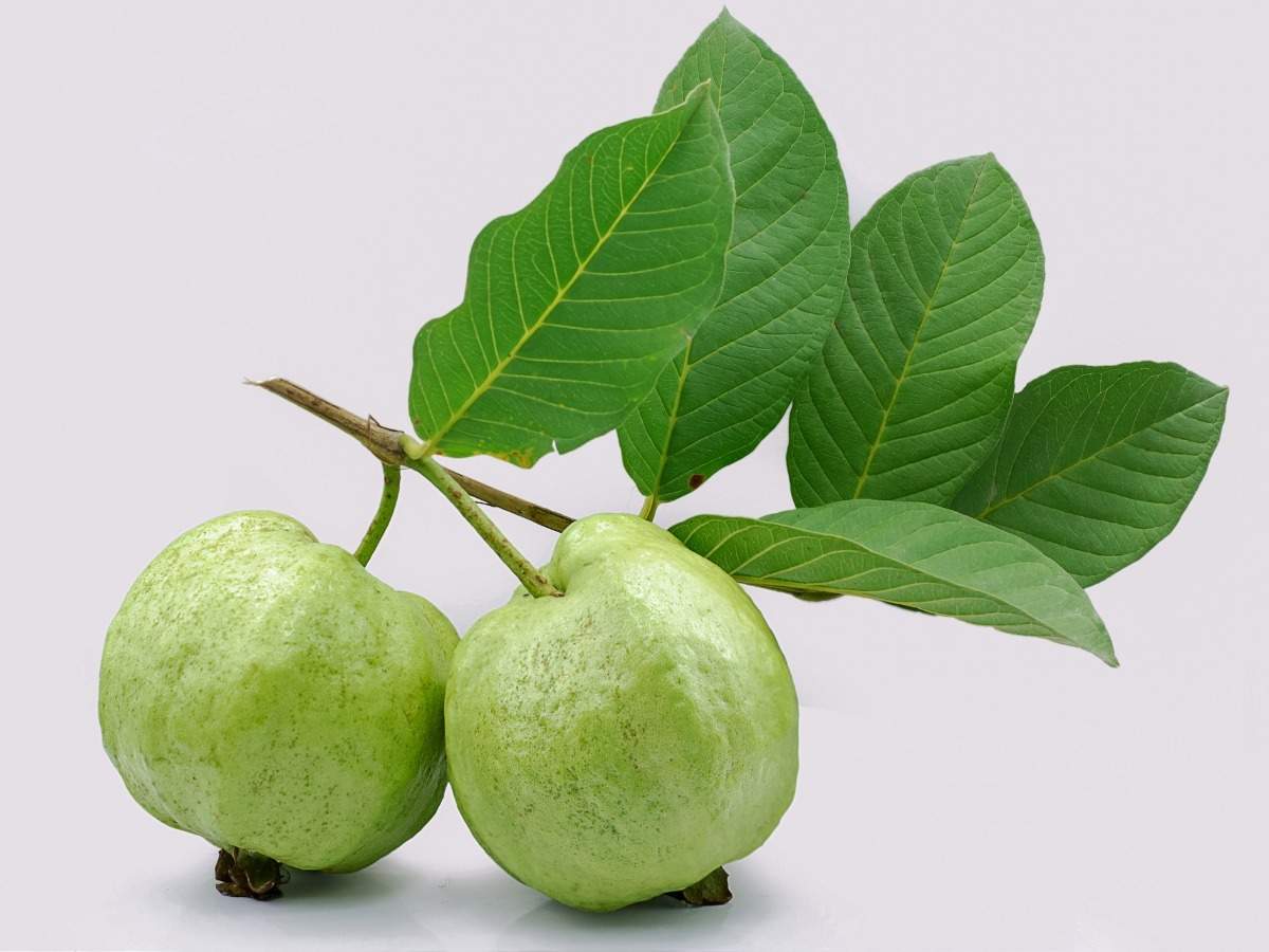 guava leaves benefits: జామ ఆకులతో ఇలా చేస్తే ముఖంపై మచ్చలు పోతాయట.. - is  guava leaves good for skin know here all details | Samayam Telugu