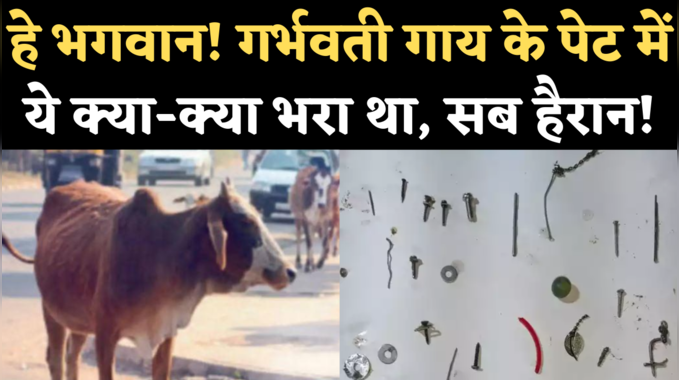 Faridabad News: नट-बोल्ट, चूड़ी, कील, सुई...गर्भवती गाय के पेट से निकला 71 किलो कबाड़, इलाज के बाद मौत 