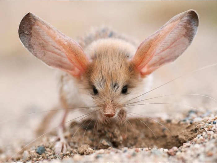 Large Eared Jerboa Largest Animal Ears Jerboa सबस ल ब क न जब आ Navbharat Times