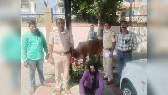 अमरावती : गोमांस विक्रेत्याला अटक