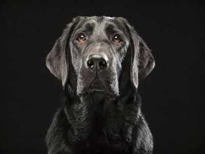 होशंगाबादः कुत्ते का मालिक कौन, चार महीने तक चले विवाद के बाद डीएनए टेस्ट से हुआ फैसला 