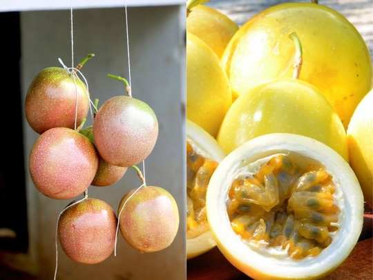 passion fruit known as krishna phal helps maintain blood sugar heart and bone health