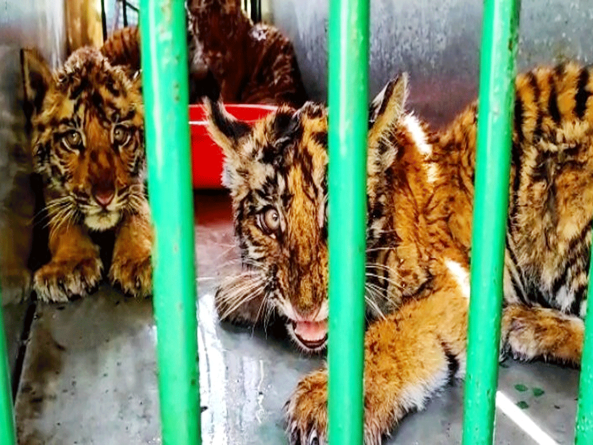 Pilibhit News ज गल म चमत क र ब घ न क म त क 12 द न ब द प ल भ त ट इगर र जर व म ज द म ल 4 श वक हर क ई ह आ ह र न Four Tiger Cubs Rescued Live From Pilibhit Tiger Reserve Forest Department Says It Is Miracle Navbharat Times