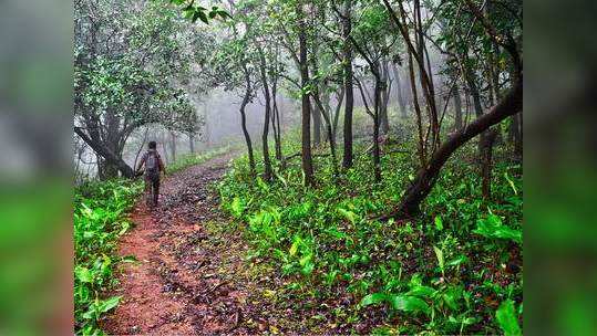 Gadchiroli encounter : खोब्रामेंढा जंगलात चकमकीत ५ माओवादी ठार