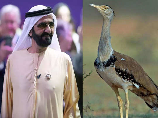 houbara bustard hunting in pakistan to feed sex drive of uae & saudi arabia princes