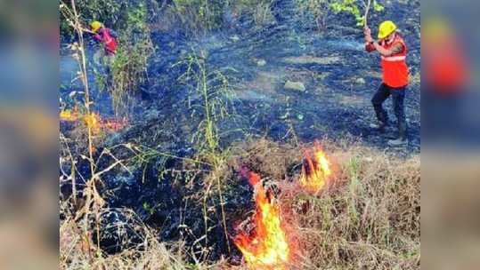 वनसंपत्तीला वणव्यांच्या झळा