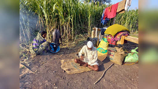 म्हणून मेळघाटातील गुराखी रविवारी दूध विकत नाहीत!