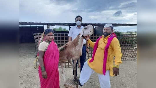 pride of mandesh sarja sheep: माणदेशाचे भूषण, हिंदकेसरी सर्जा मेंढ्याचे निधन