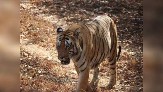 रोजगाराच्या शोधात गेलेल्या दोन महिलांवर वाघाचा हल्ला, क्षणात गमावला जीव