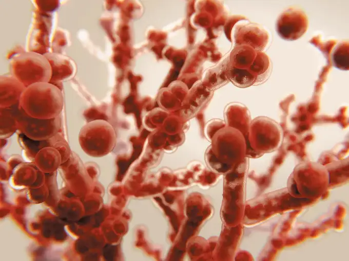 fungus deadly Deadly Fungus Public Health Threat people may be threatened by fungus MCE Zone