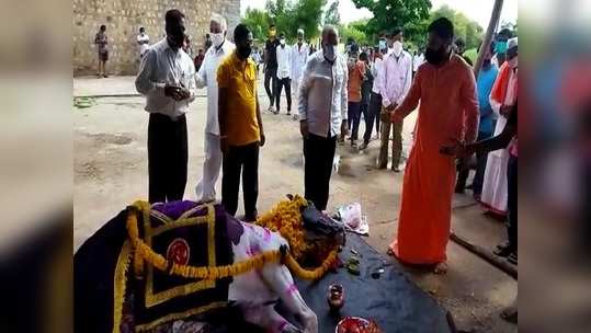 अजबच! करोनाला हरवण्यासाठी देवाला सोडला घोडा; मृत्यूनंतर अंत्यसंस्कारासाठी तुफान गर्दी