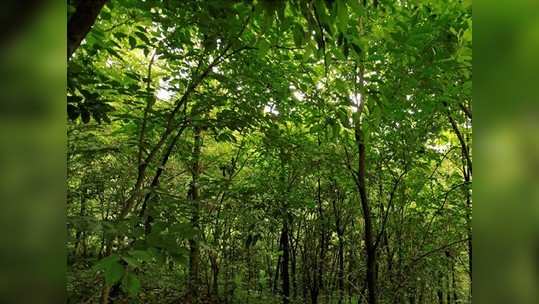 इंधन गोळा करण्यासाठी जंगलात गेलेल्या दोघांचा मृत्यू; नेमकं काय घडलं?