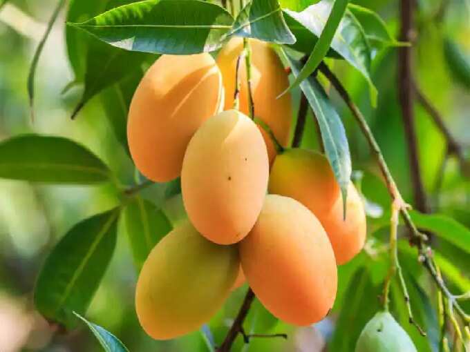 Bihar News: 'Modi mango' burns amidst the sweetness of jardalu mango in Bhagalpur, know its merits Bihar News: Modi Mango burns amidst the sweetness of Jardalu mango in Bhagalpur, know its merits