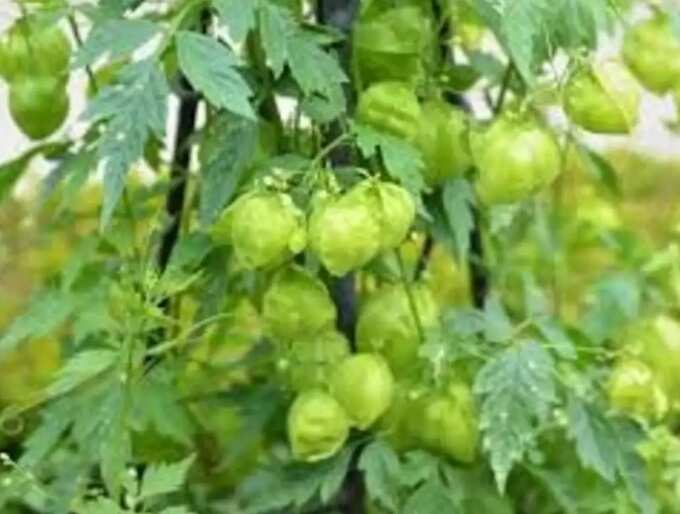 pirasavakkalathil mudakathan: பிரசவ வலியை குறைக்கும் முடக்கறுத்தான் பற்று, பிரசவமும் எளிதாக்கும்! - benefits and uses of mudakathan keerai during pregnancy period 4 samayam tamil Tamil News Spot