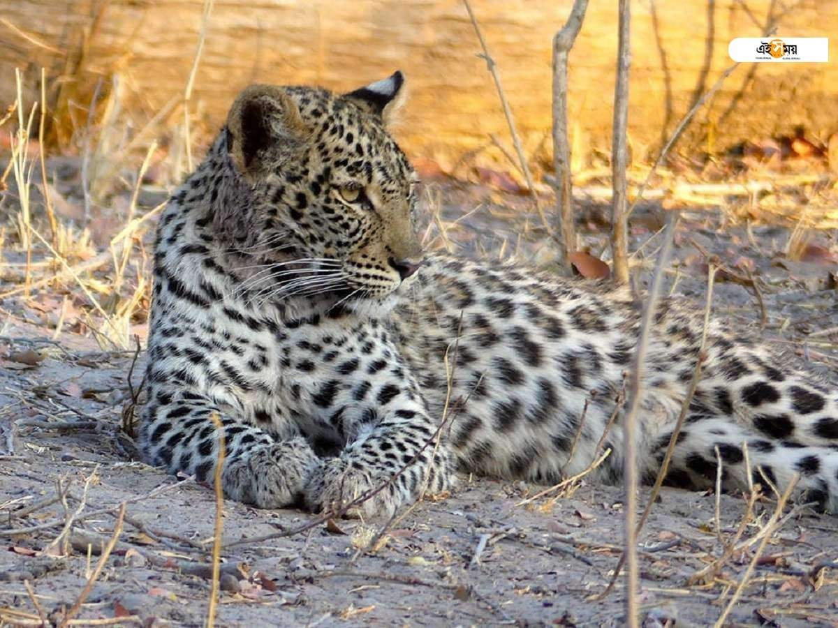 African Leopard Covid 19 ঢ উ ফ র ন এল আফ র ক র ১৪ চ ত আসব এবছরই African Leopard May Come To In India On This Year Eisamay