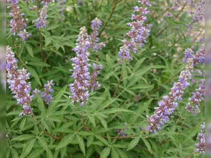 herbs for fertility: வேகமாக கருத்தரிக்க உதவும் 5 மூலிகைகள் என்னென்ன... - 5 herbs that can help you get pregnant in tamil 4 samayam tamil Tamil News Spot
