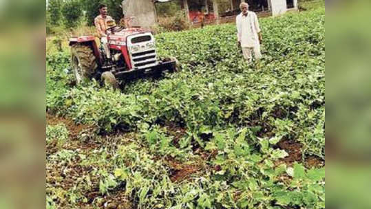 लॉकडाऊनचा फटका! एकरभर वांग्यांवर शेतकऱ्यानं फिरवला ट्रॅक्टर