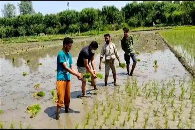This top officer of Kashmir Police set an example, planting paddy with farmers in the fields This top officer of Kashmir Police set an example, planting paddy with farmers in the fields