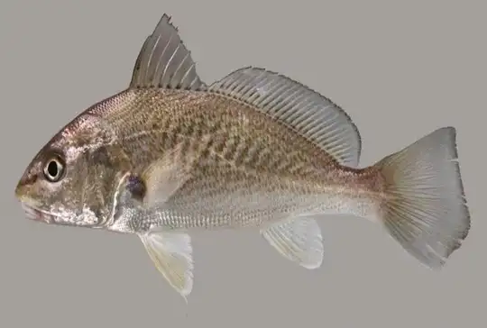 croaker fish: ஒரு மீனின் விலை ரூ7.8 லட்சம்... அப்படி என்ன இருக்கிறது இந்த  மீனில்? - most expensive fish in the world croaker fish used to treat  disease and surgery allyou need to know |