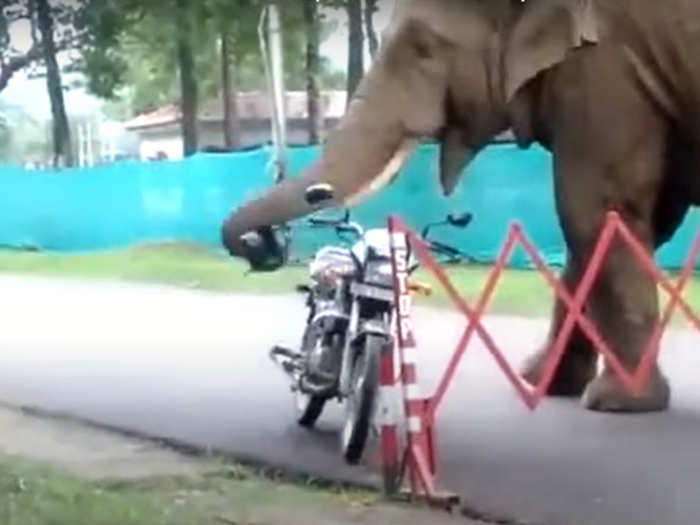 Elephant eating helmet