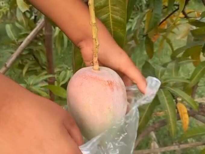 most expensive mango news, MP Mango News : नौ कुत्ते, तीन गार्ड कर रहे दुनिया के सबसे महंगे आम की रखवाली, जानिए इसकी खासियत - most expensive mango news : nine dogs,